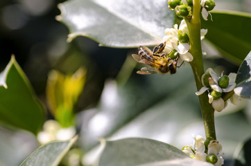 Bee at work / Bee on the spring flower of tree