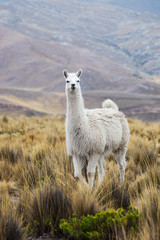 beautiful lama © terex