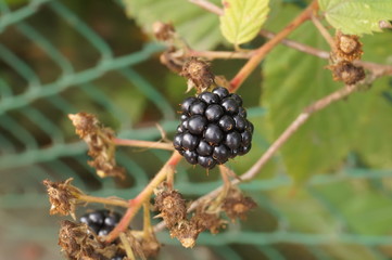 Czarna jeżyna © Dzikie Wino
