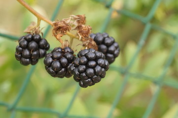 Czarna jeżyna © Dzikie Wino