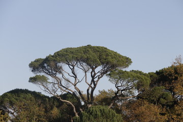 Fototapeta na wymiar majestueux pin parasol du sud ouest ( gironde)