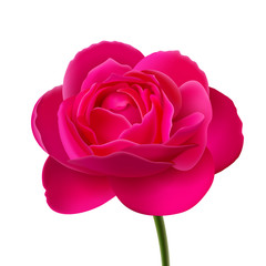 Flower of pink rose on white background. Changing of background is available
