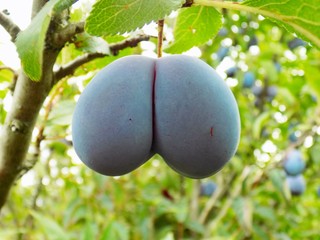 Ass-shaped Italian prune plums on tree