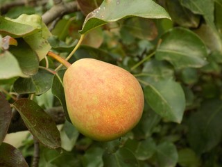 Pear on tree
