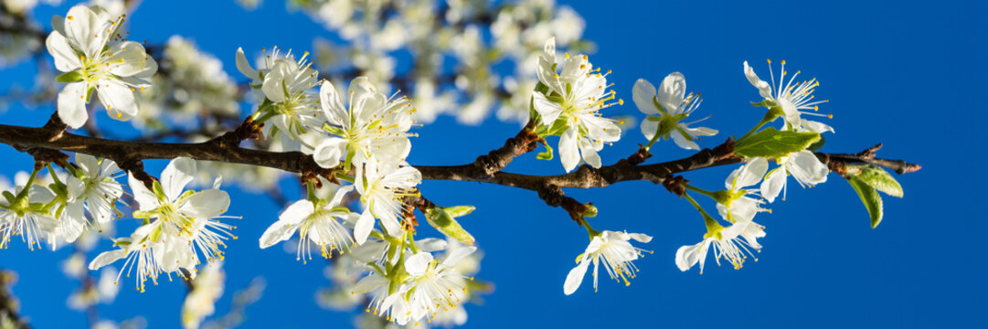 Pflaumenbl&uuml;te Fr&uuml;hling Header 1:3