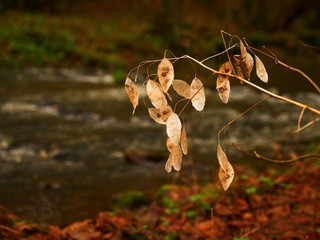 Perennial Honesty. Dry white seeds of flowers lunaria plant. at stream