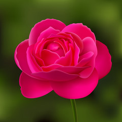 Flower of pink rose on green blurred background