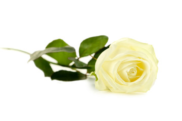 White rose isolated on a white