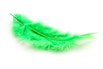 Feather isolated on a white