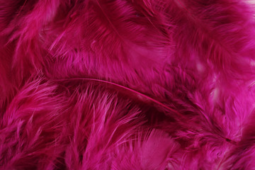 Fototapeta premium Feather background, close up