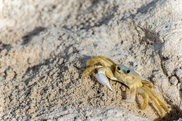 crab on the beach