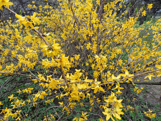 Blooming Forsythia (Forsythia), family of black olives