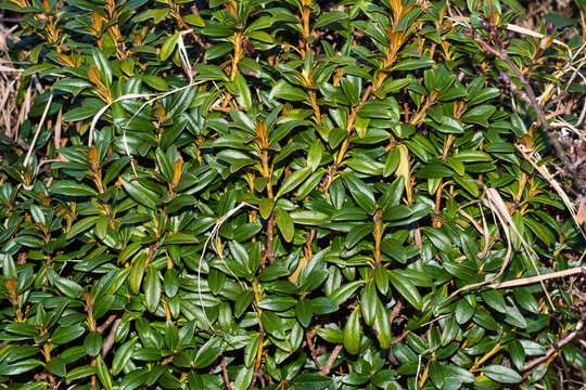 Alpenrose ohne Bl&uuml;ten