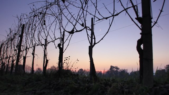 Vigneti al crepuscolo