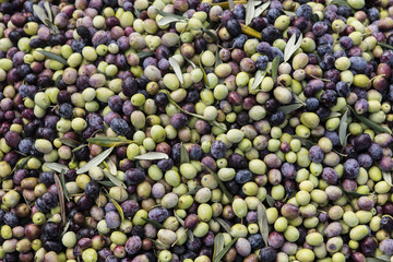 Olive harvest, newly picked olives of different colors and olive