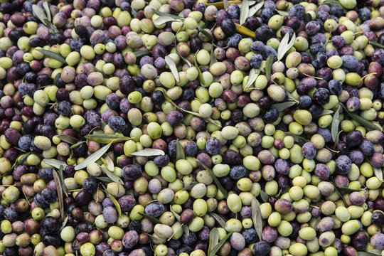 Olive harvest, newly picked olives of different colors and olive