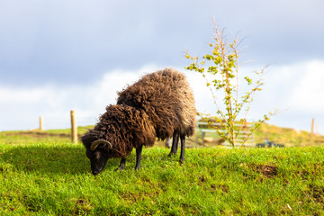 Highlander Black Ram