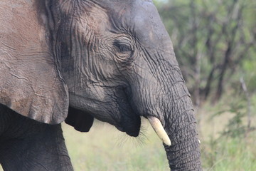 Elephant