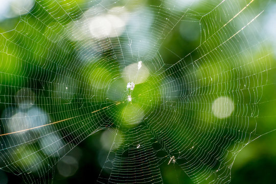 spider web in forest of Thailand