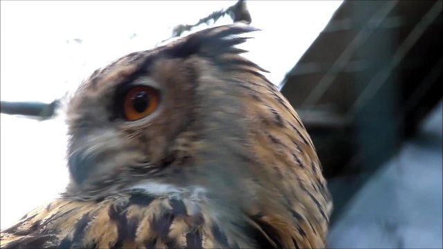 Eagle Owl bubo bubo, closeup 
