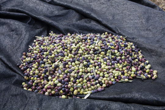 Olive harvest, newly picked olives of different colors and olive