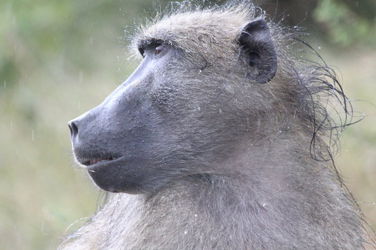 Baboon