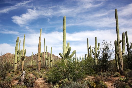 Cactus plants in the Saguaro National Park, Arizona USA © ClaraNila