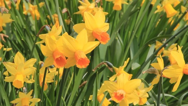 yellow daffodils, narcissus

