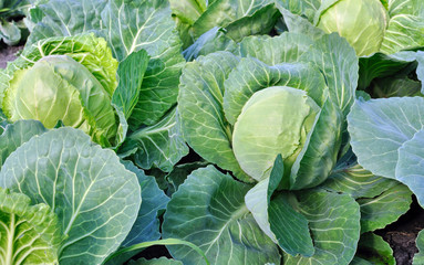 close-up of organically cultivated cabbage plantation