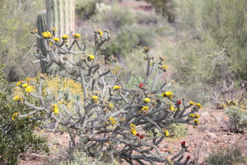 Yellow flowers of Pencil Cholla Cactus in the Saguaro National Park, Arizona USA