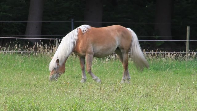 horse, blond Haflinger grazing on meadow
