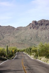 Various Cactus plants in the Saguaro National Park, Arizona USA