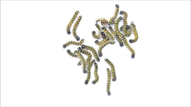 buff tip caterpillar Phalera bucephala, Raupe Mondvogel
