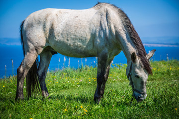 White horse with saddle at the Santander. Blurred sea in the bac