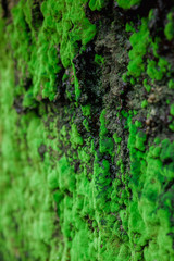 natural tree bark and moss green