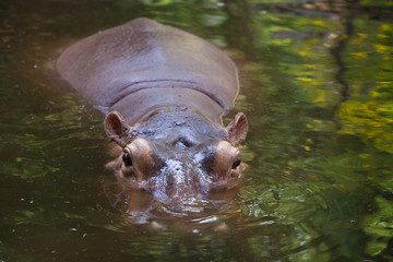 Fototapeta premium hippo holding head above water in lake.