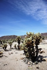 Cholla Cactus Garden under blue sky in the Joshua Tree National Park, California USA