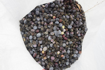 Olive harvest, newly picked olives of different colors and olive