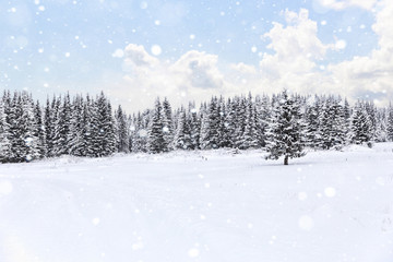 Falling snow spruce winter forest