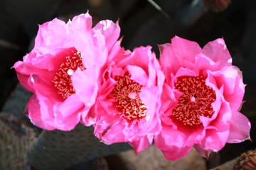 Pink Flowers of beavertail pricklypear in the Joshua Tree National Park, USA 