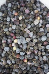 Olive harvest, newly picked olives of different colors and olive