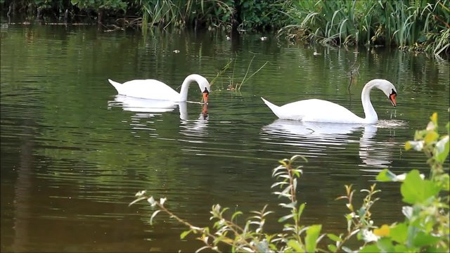 Two swans searching for fodder in lake at shore
