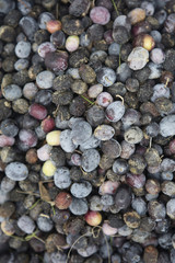 Olive harvest, newly picked olives of different colors and olive