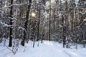 Sunlight in snow winter forest