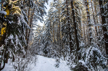 Fototapeta premium Sunlight in snow winter forest