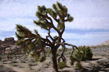 Joshua Tree National Park, California USA 