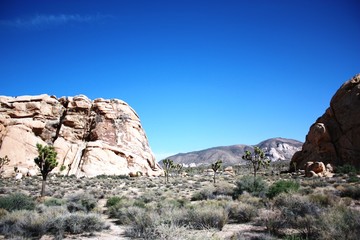 Fototapeta premium Joshua Tree National Park, California USA 