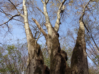 Fototapeta na wymiar Large old poplar tree in the forest