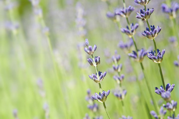 Beautiful lavender field