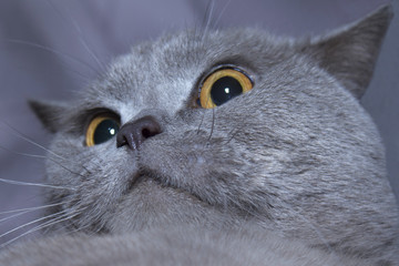 Gray cat